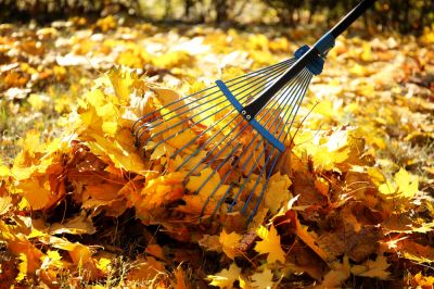 Gather Leaves from Lawns and Gardens!