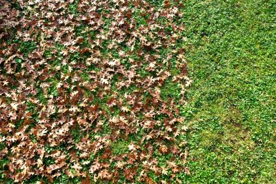 Lawn After Fall Cleanup